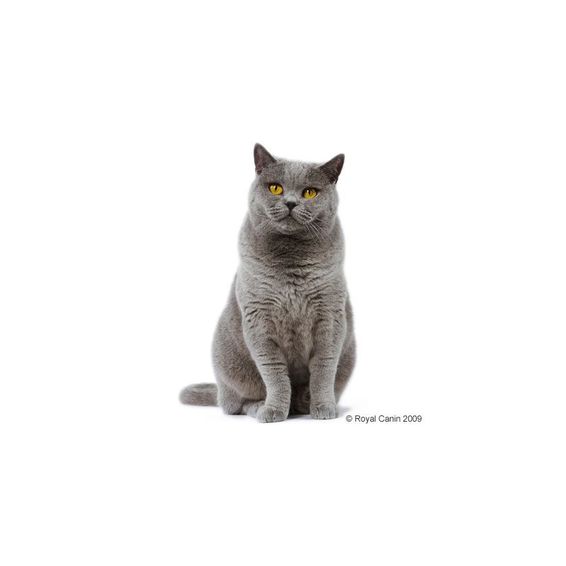 Royal Canin British Shorthair Adult - храна за котки порода Британска късокосместа