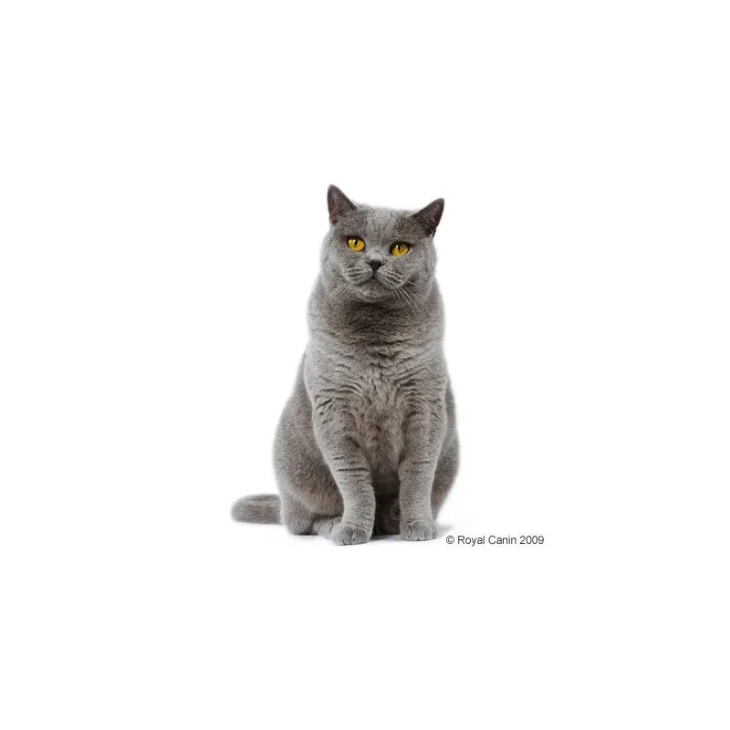 Royal Canin British Shorthair Adult - храна за котки порода Британска късокосместа