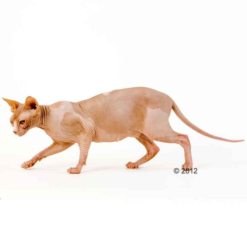 Royal Canin Sphynx Adult - храна за котки порода Сфинкс