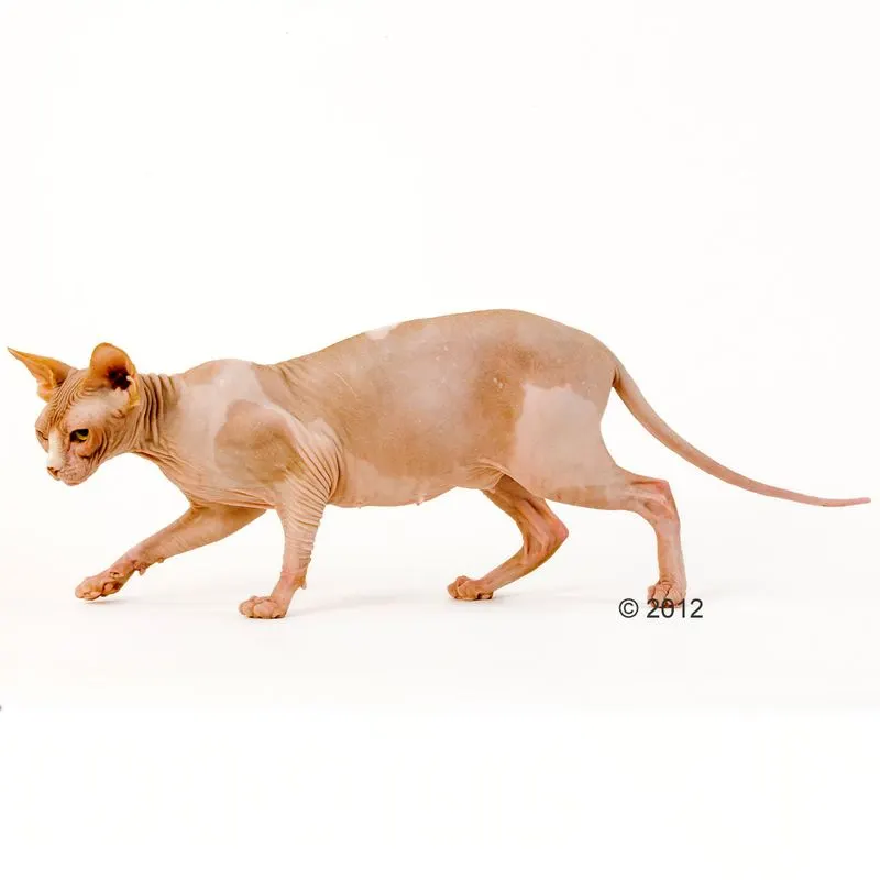 Royal Canin Sphynx Adult - храна за котки порода Сфинкс