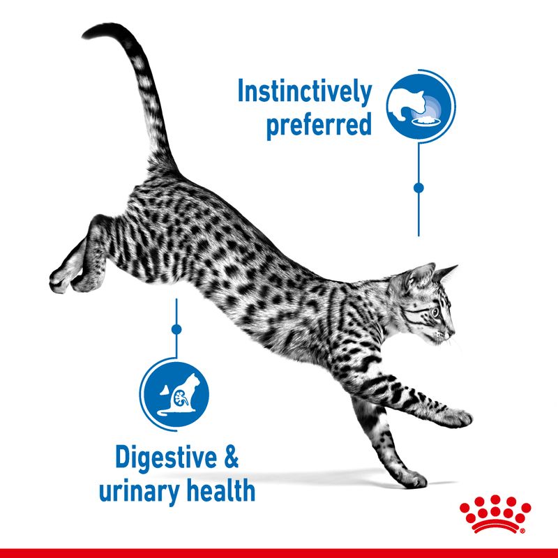 Royal Canin Indoor Sterilised in Jelly - пауч за кастрирани домашни котки, в желе